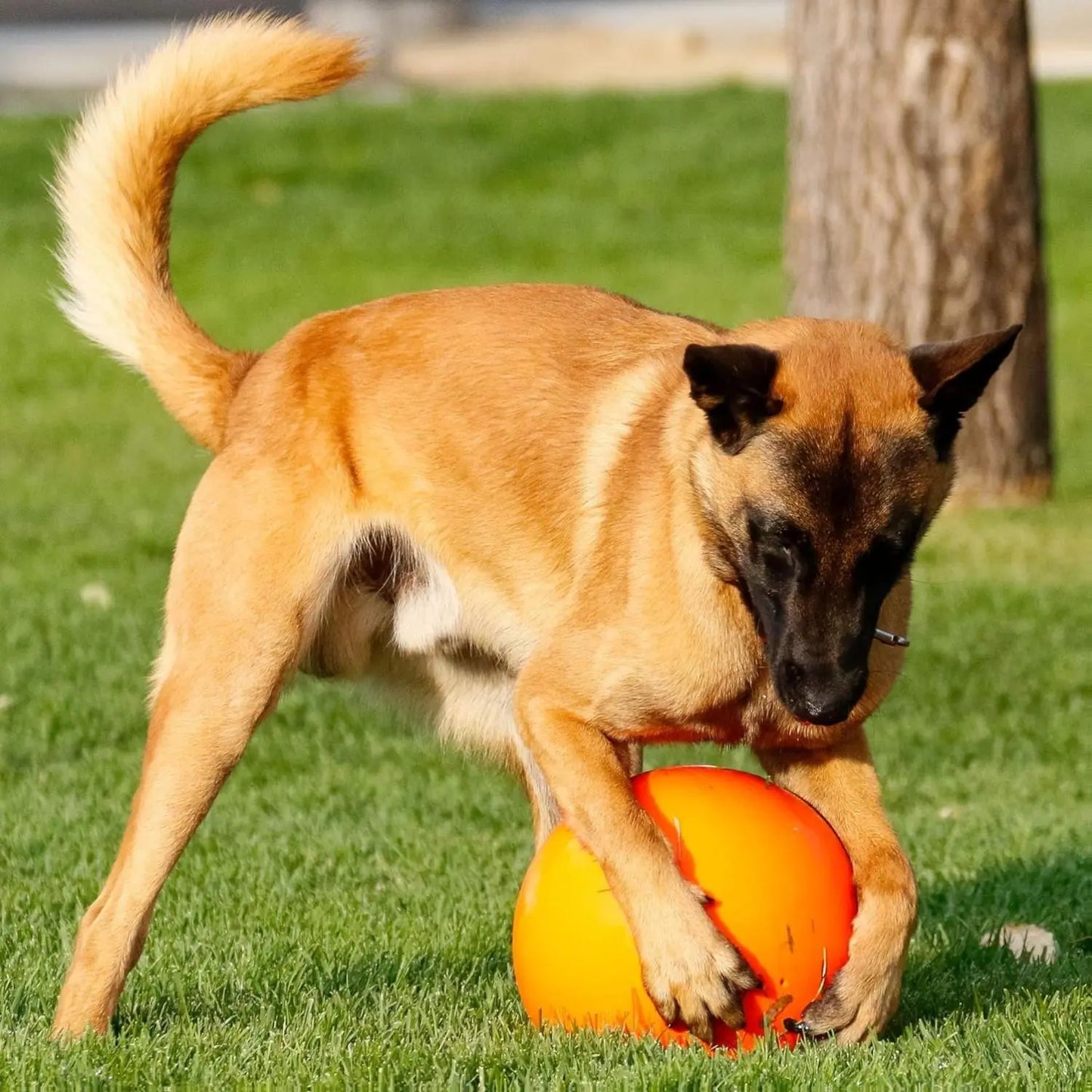 Virtually Indestructible Best Ball for Dogs, 10-Inch