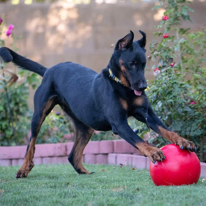 Virtually Indestructible Best Ball for Dogs, 10-Inch
